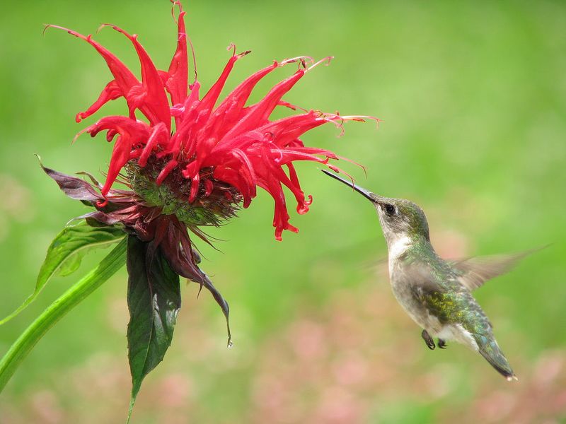 Bee Balm