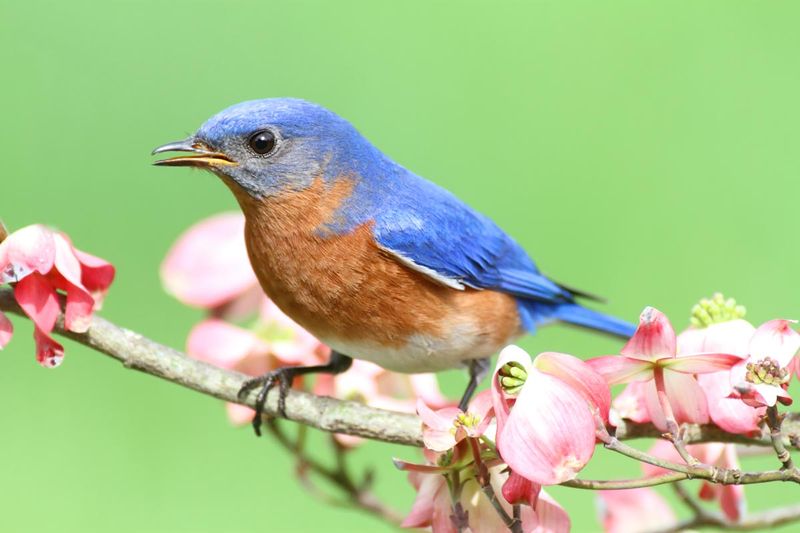 Eastern Bluebird