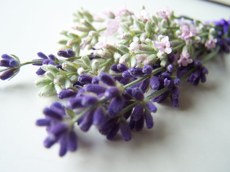 Lavender in Culinary Uses