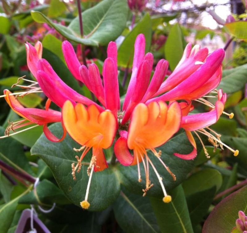 Honeysuckle