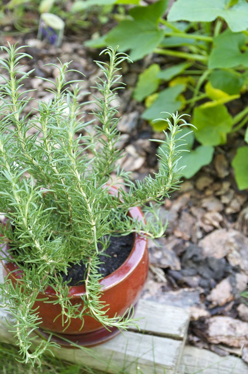 Aromatic Alternative 5: Rosemary