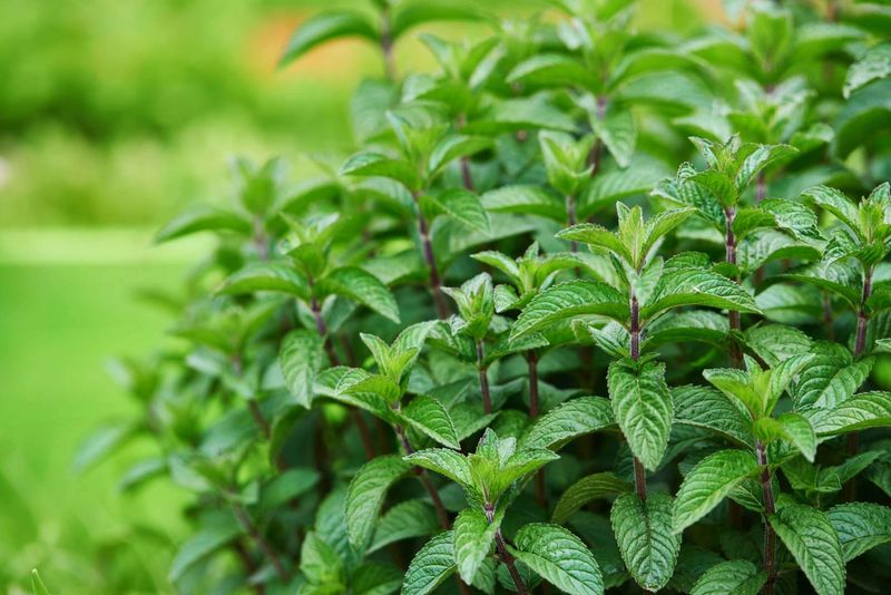 Aromatic Alternative 7: Mint