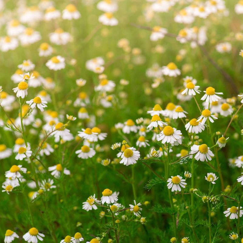 Aromatic Alternative: Chamomile