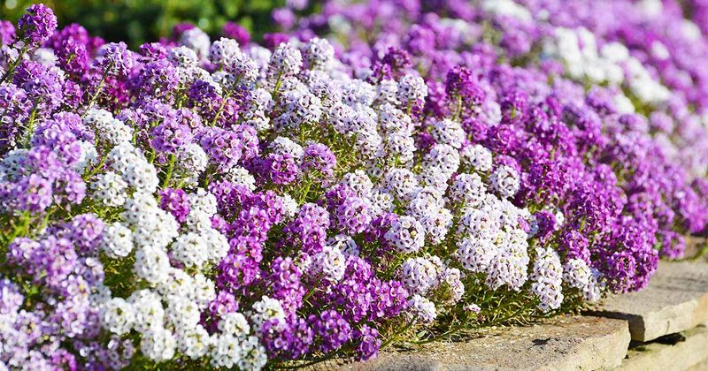 Aromatic Alternative: Sweet Alyssum