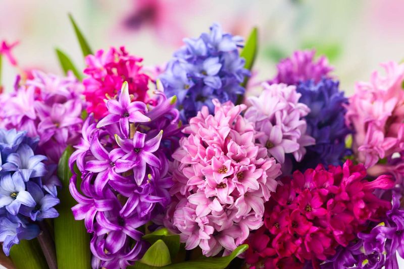 Aromatic Alternative: Hyacinth