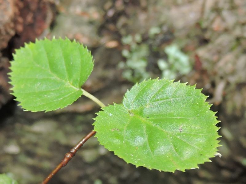 Virginia Round-Leaf Birch (Betula uber)