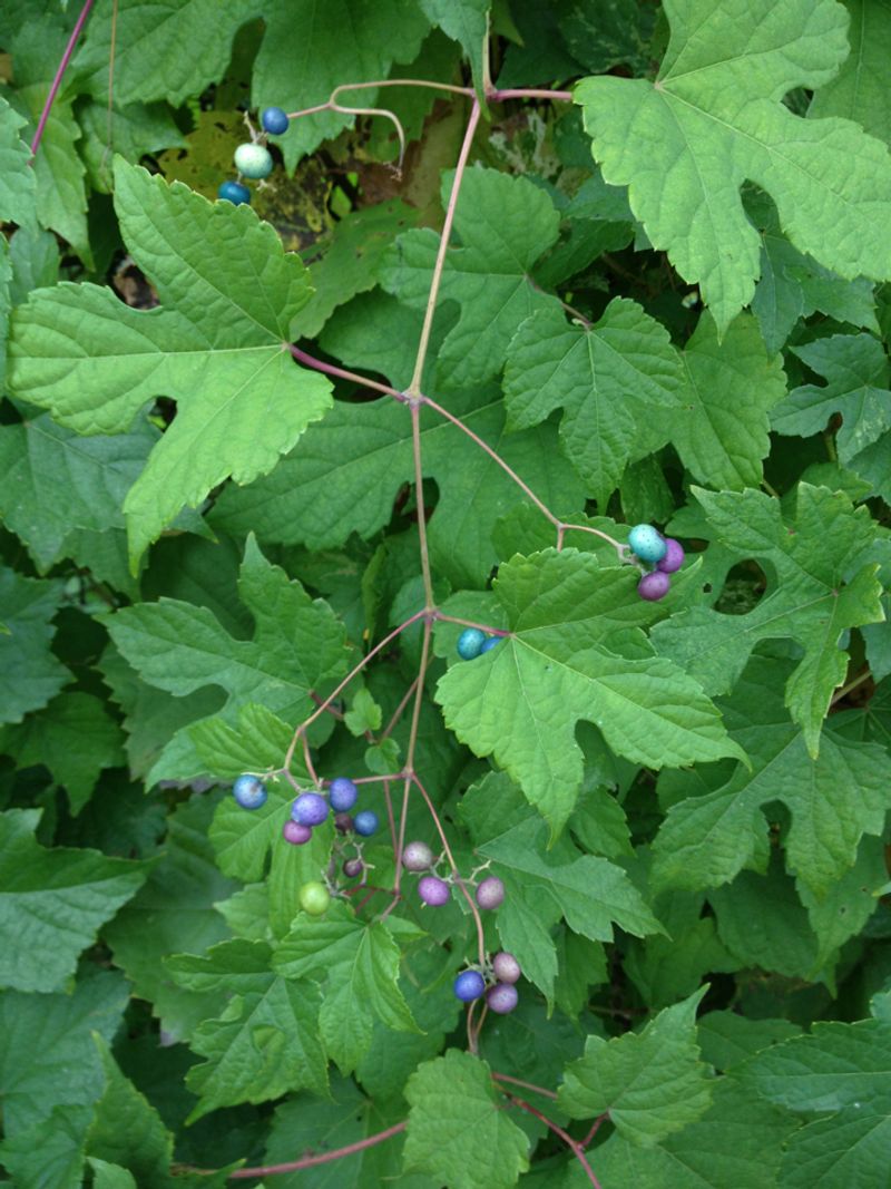 Porcelain Berry (Ampelopsis brevipedunculata)