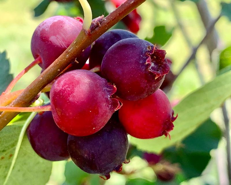 Juneberry (Saskatoon)