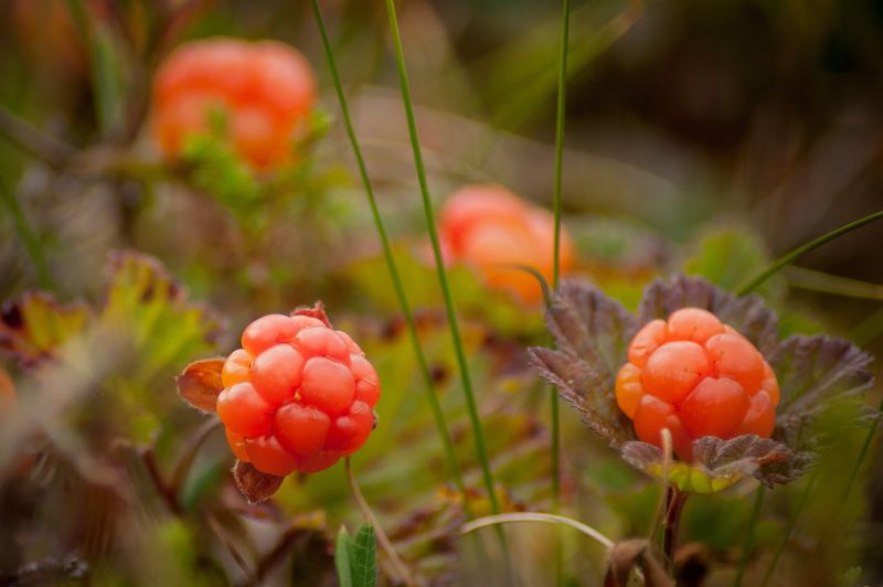 Cloudberries
