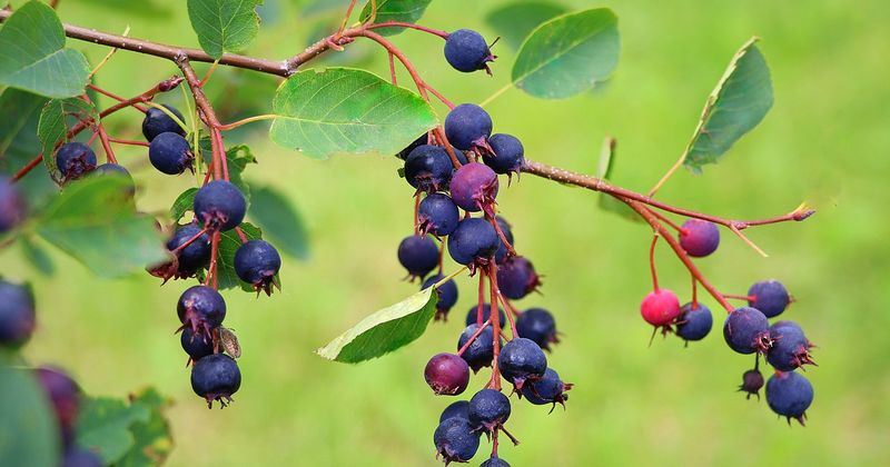 Saskatoon Berry