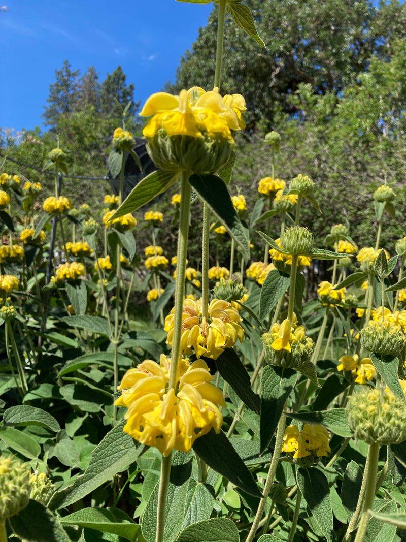 Jerusalem Sage