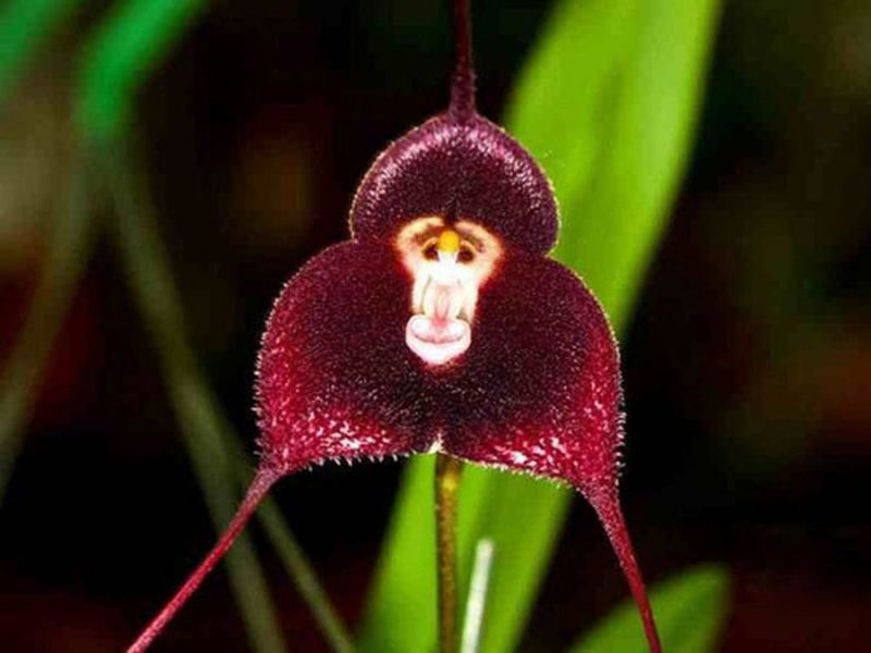 Monkey Face Orchid