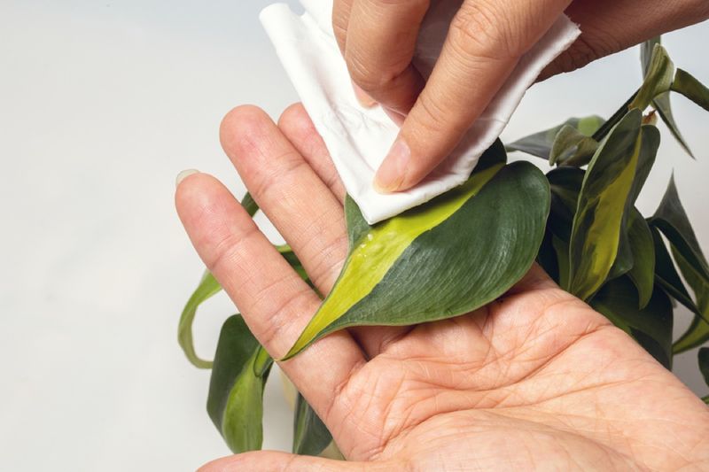 Secret 11: Leaf Love