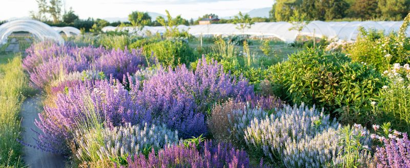 Secret 12: Pollinator Attraction