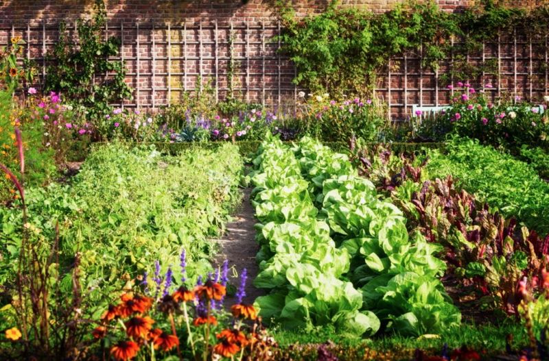 Secret 15: Succession Planting