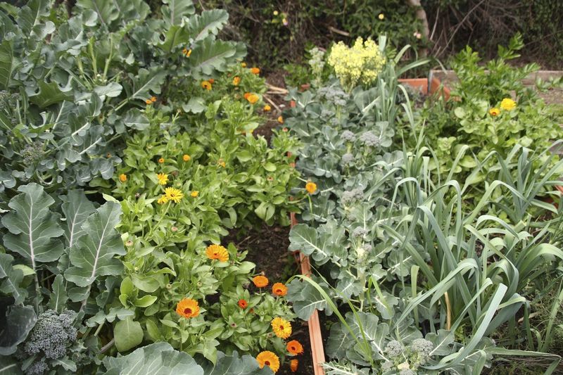 Secret 3: Employ Companion Planting