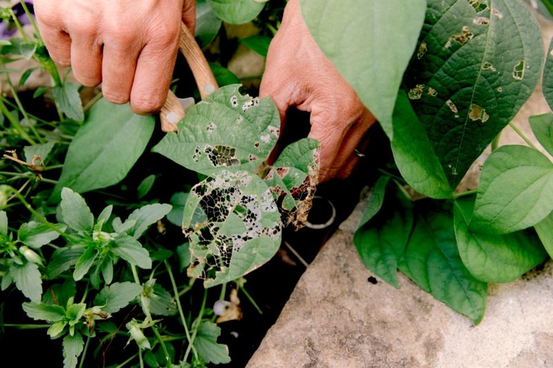 Secret 5: Pest Management