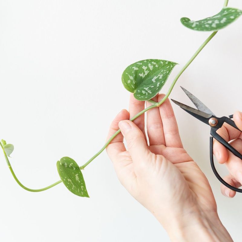 Secret 6: Pruning Precision