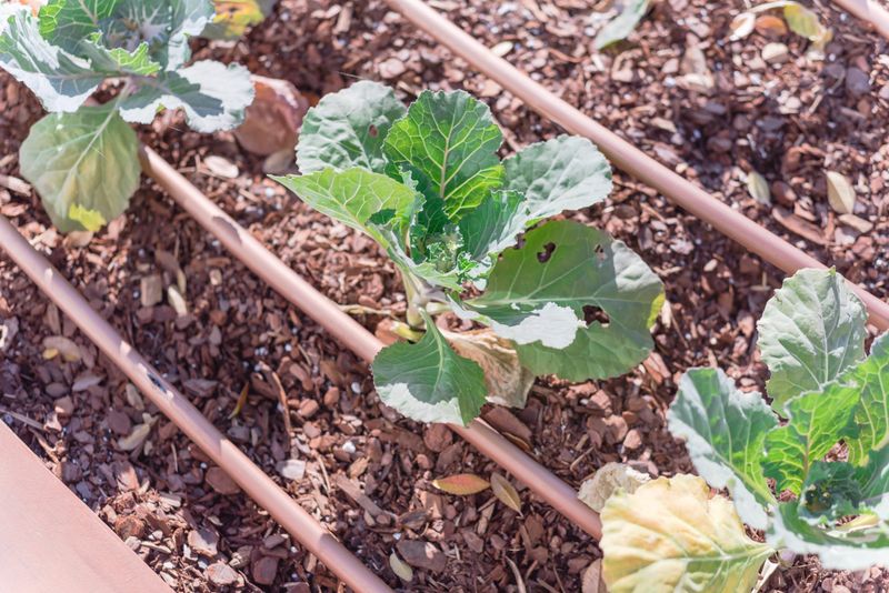 Secret 6: Implement Drip Irrigation