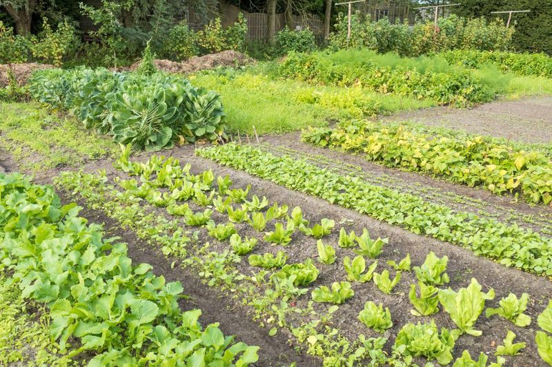 Secret 6: Crop Rotation