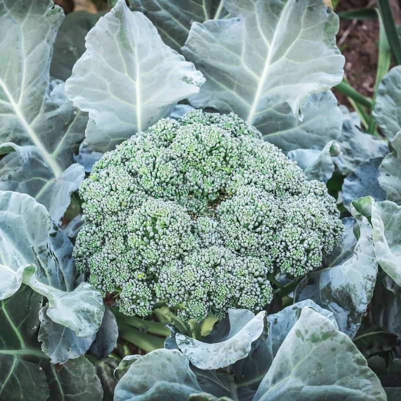 Secret 9: Plan for Succession Planting