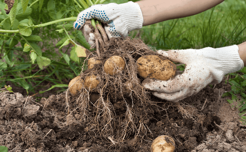 Secret 10: Harvest Timing