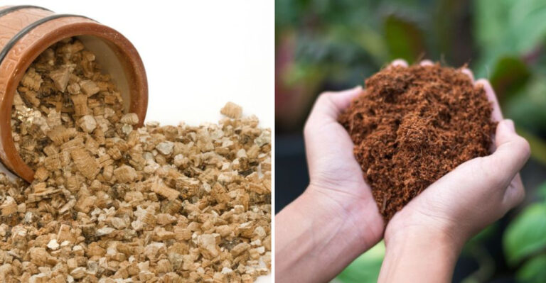 Secret Facts About 16 Planter Fillers That Garden Centers Don’t Want You to Know