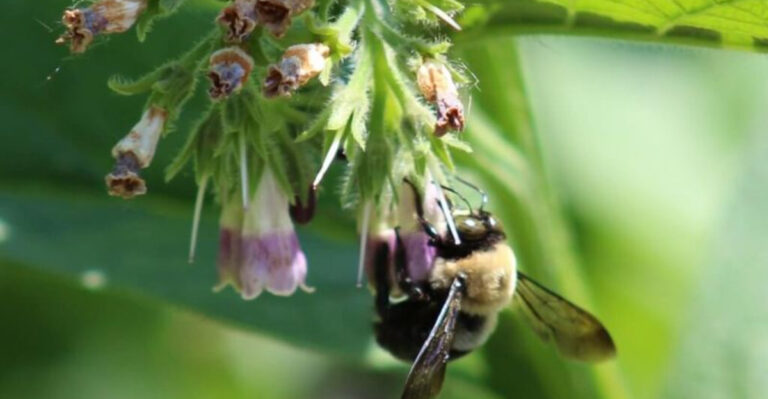 Secret Facts About Growing Comfrey That Master Gardeners Keep Quiet