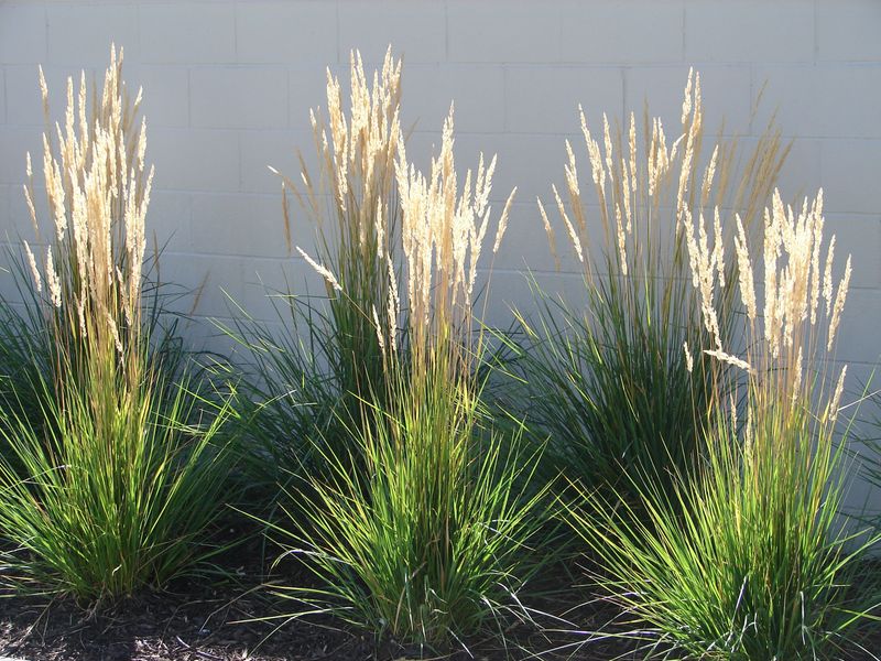 Feather Reed Grass