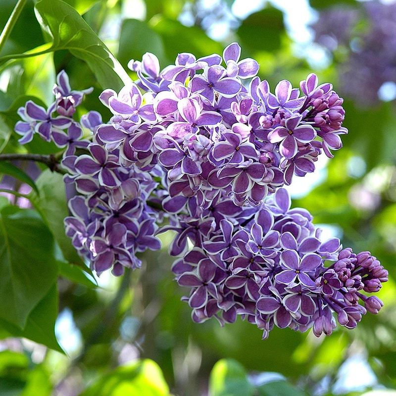Lilacs