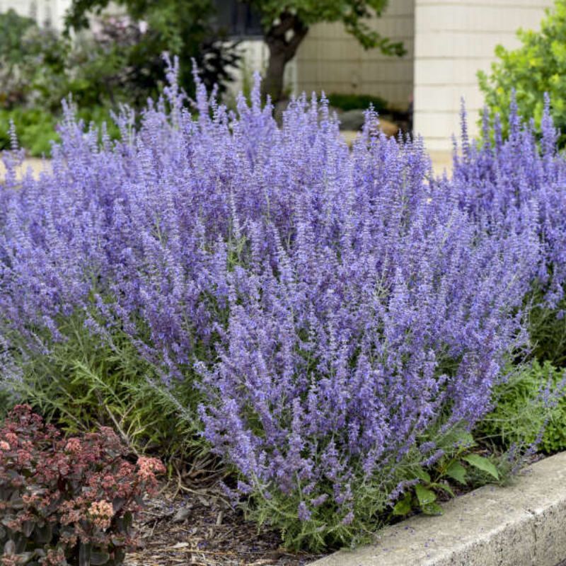 Russian Sage