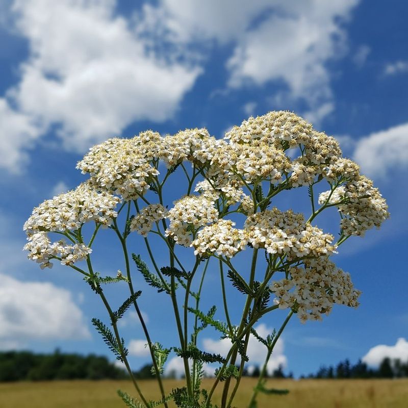 Yarrow