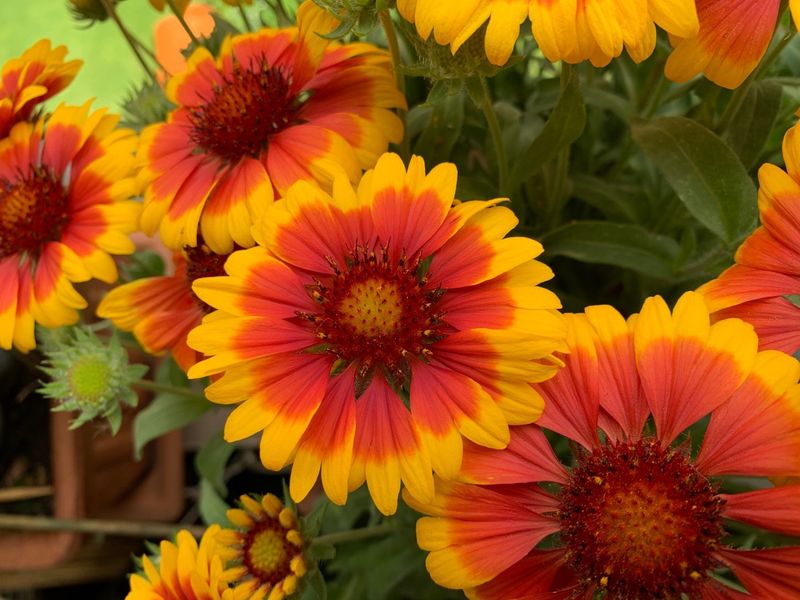 Blanket Flower