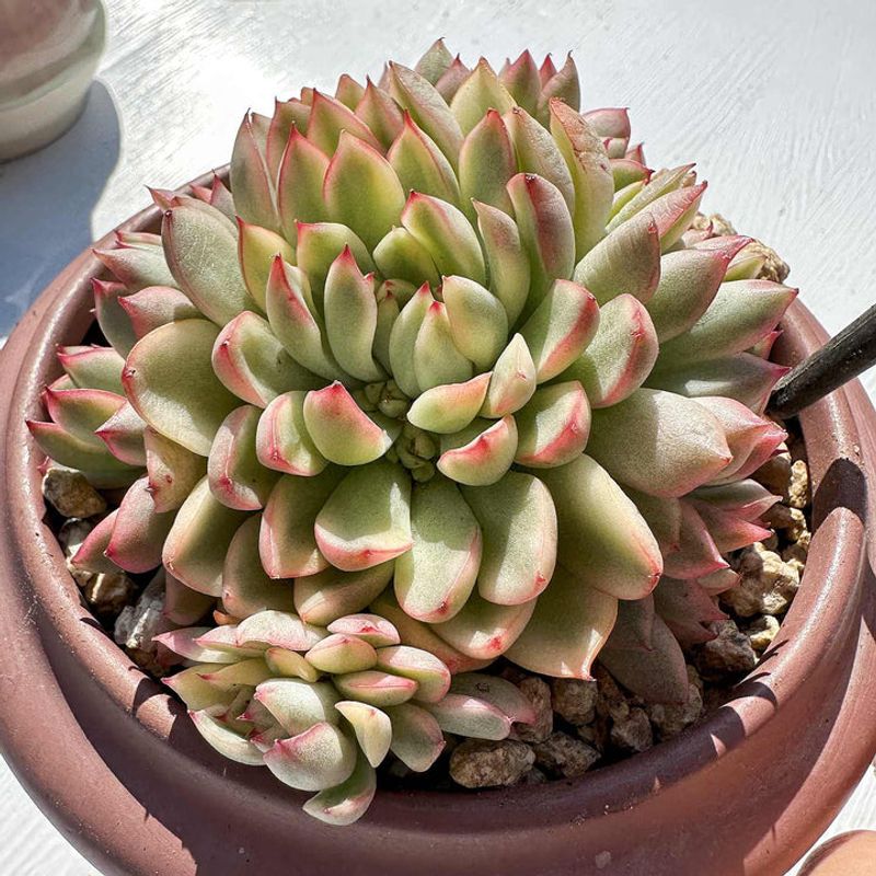 Echeveria