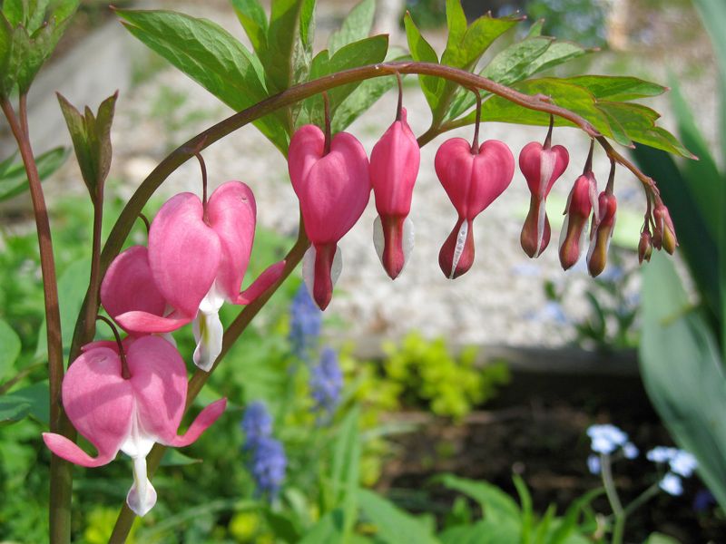 Bleeding Hearts