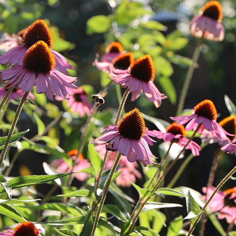 Coneflower (Echinacea)