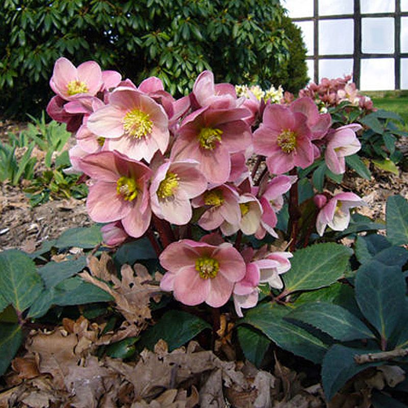 Hellebore 'Pink Frost'