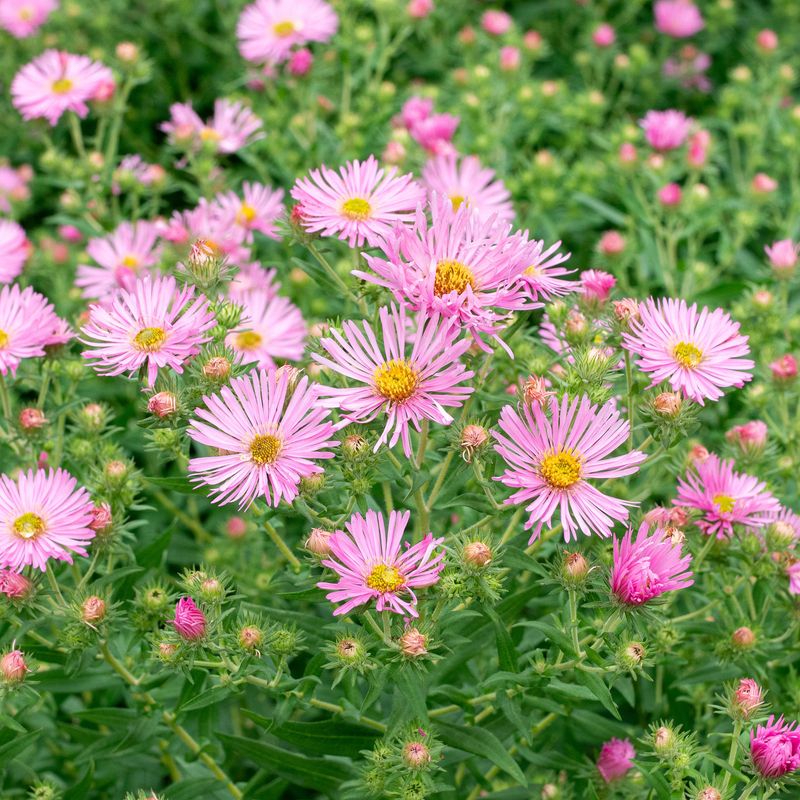 Aster 'Pink Bouquet'