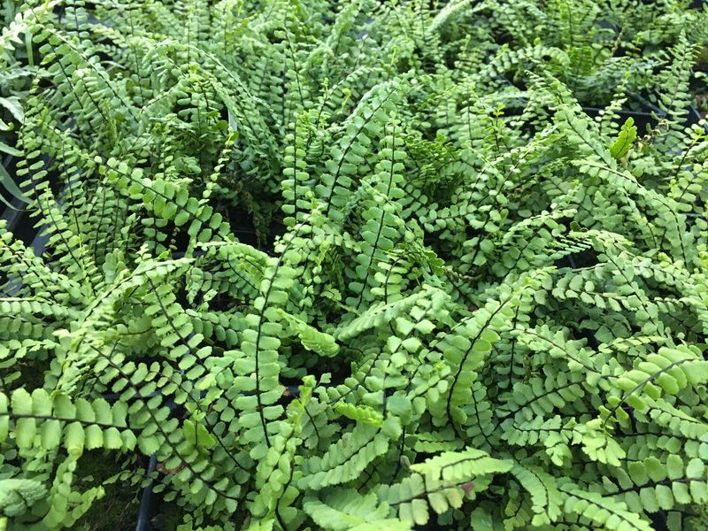 Maidenhair Spleenwort