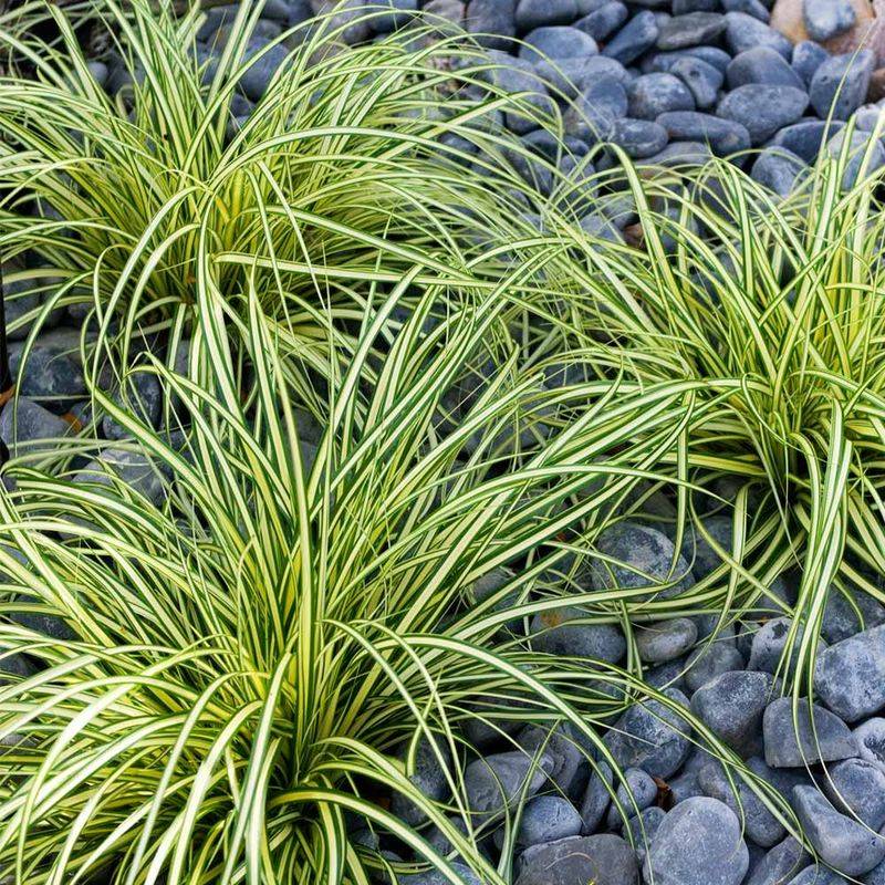 Carex Evergold