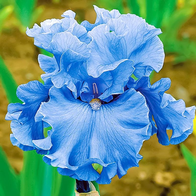 Bearded Iris (Iris germanica)