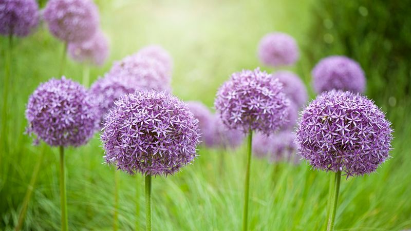 Alliums (Ornamental Onions)