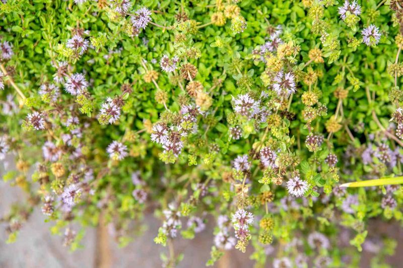 Thyme Flowers (Thymus)