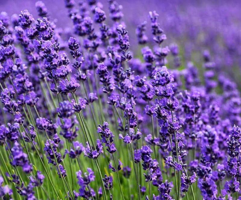 Lavandula (Lavender)