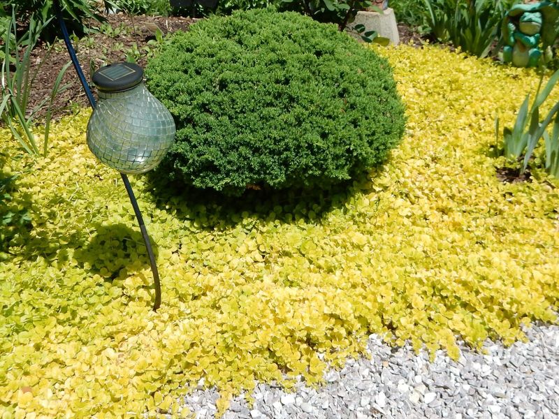 Creeping Jenny (Lysimachia nummularia)