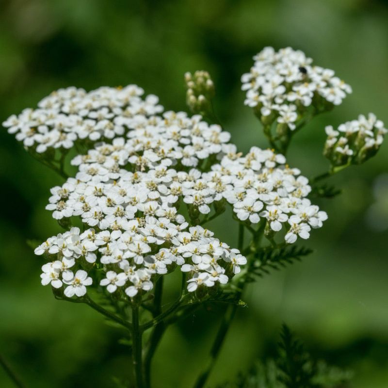 Yarrow (Achillea millefolium)