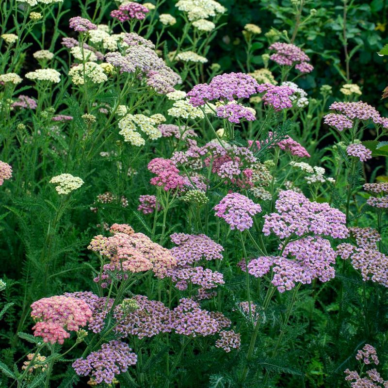 Yarrow