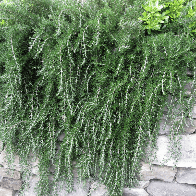 Trailing Rosemary
