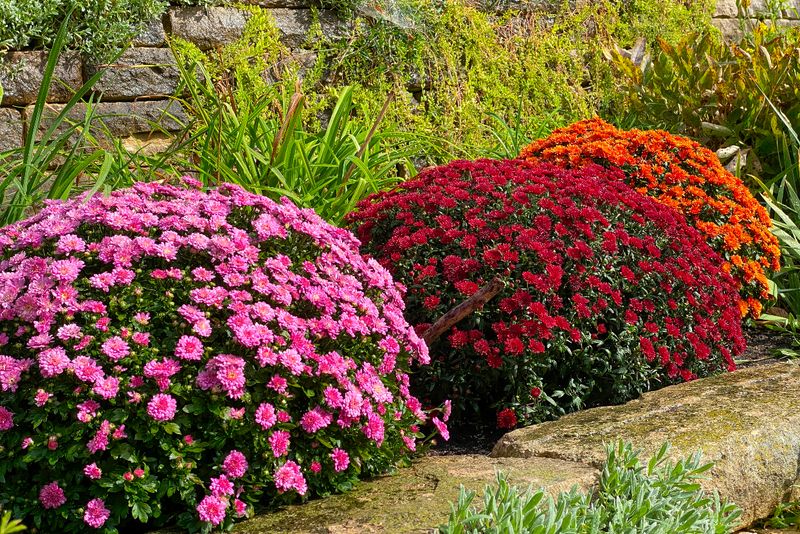 Chrysanthemums (Mums)
