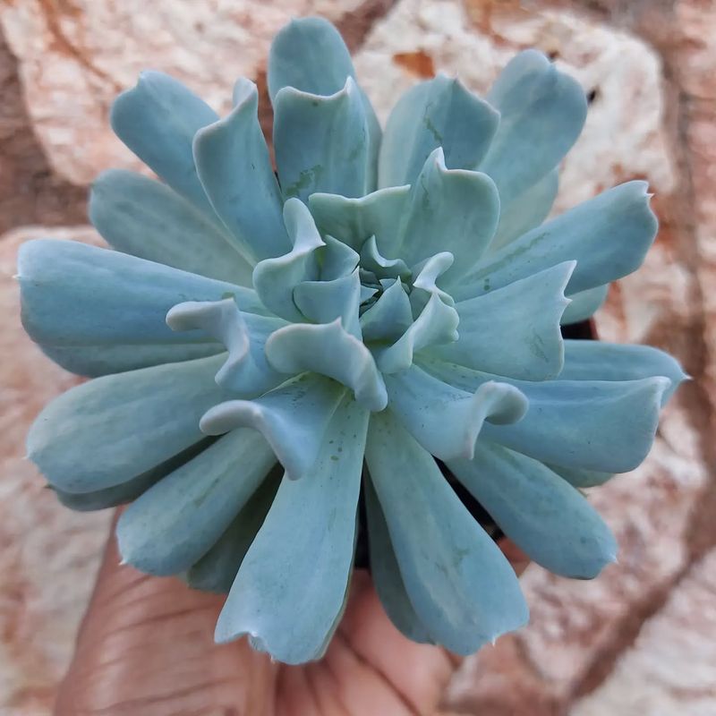 Echeveria ‘Topsy Turvy’